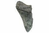 Partial Megalodon Tooth - South Carolina #272548-1